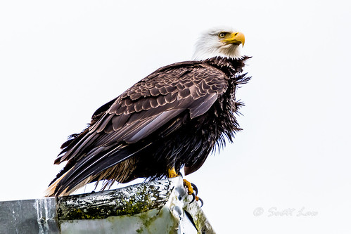 animals birds eagles craig alaska unitedstates us princeofwalesisland
