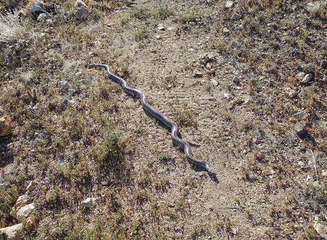 PCT Day 5, Rosy Boa on the trail