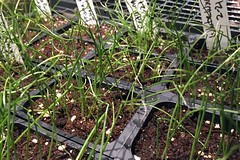 seedlings onions IMG_0590