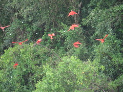 Envol d-Ibis rouges - Photo of Sinnamary