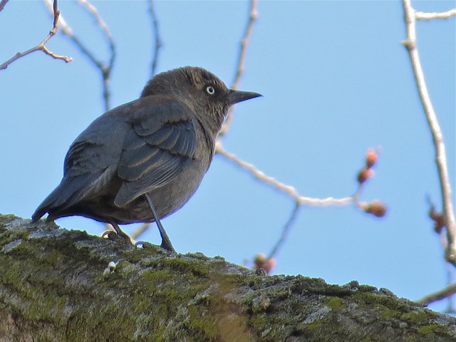 Rusty Blackbird at the Kenneth L. Shroeder Wildlife Sanctuary in McLean County, IL 27
