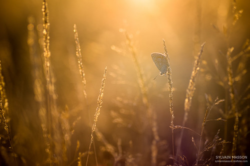 argus automne butterfly champ gold graminée k3 matin papillon pentax soleil sunrise tamron90 lahaiefouassière paysdelaloire france fr