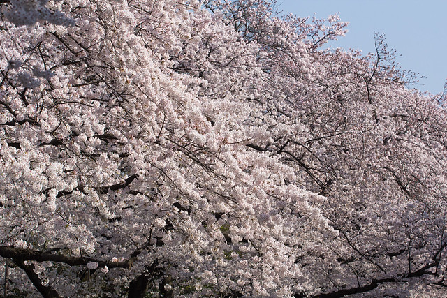 上野公園の桜2015_1
