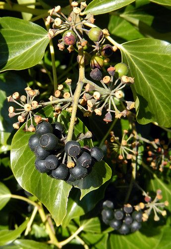 Berries on the Grape Ivy Plant