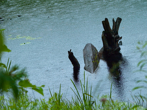 ny newyork tree green water rain dead pond upstate twig trunk mountainview splash lilypad raindrop owlshead watergrass