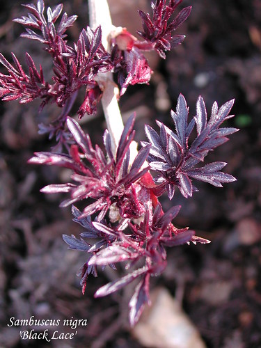 Sambuscus nigra 'Black Lace'