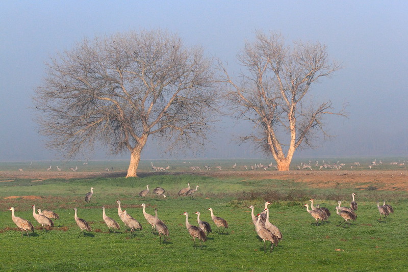 IMG_3569 Sandhill Cranes, Merced National Wildlife Refuge