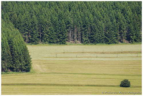 trees tree green landscape bomen groen view forrest boom bos duitsland landschap sony70200mmf28g sonyslta99