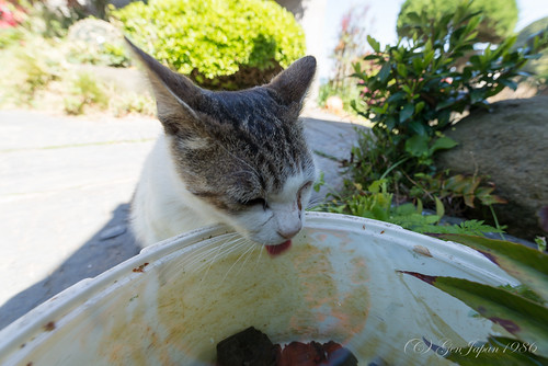 2016 はま屋 ネコ 動物 宮城県 東北地方 田代島 石巻市 離島 日本 nikond610 island tashirojima japan miyagi animal cat