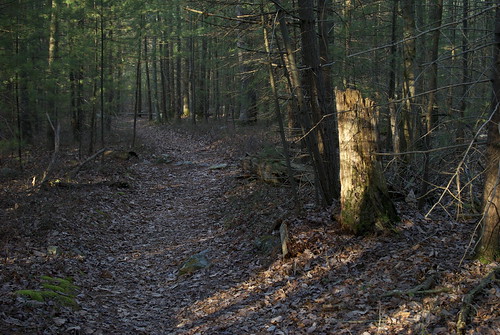 trees nature leaves pine forest landscape woods hiking path trail stump kingsgap kingsgapstatepark