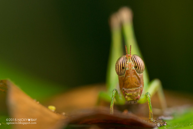 Grasshopper (Caelifera) - DSC_2870
