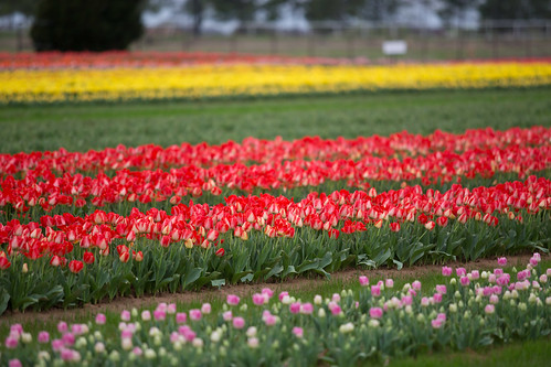 flowers beautiful texas unitedstates tulips tulipfield pilotpoint canon6d