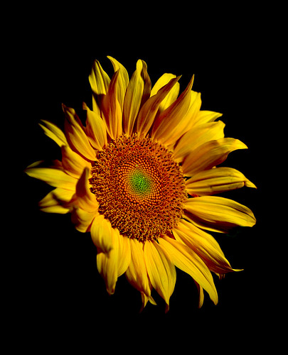 IMGP1912 Sun flower