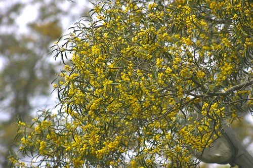 黃澄澄、毛絨熔的相思樹小花，圖片攝影：王升陽。