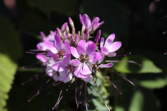 Fleurs municipales - Photo of Anduze