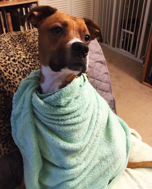 Post-bath Burrito #dogs #boxerdog #bathtimes