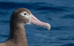 wandering albatross