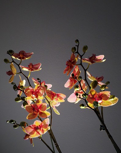 orchid flower iphone phalenopsis pureshot enlightapp