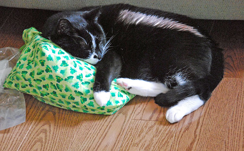Cat on Byneedleandthread frog design knitting bag in sunbeam by irieknit