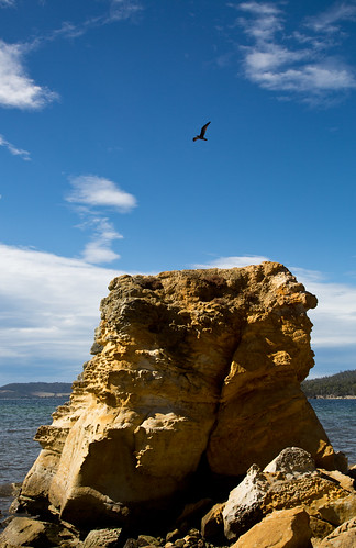 sky rock coast flying seagull gull tasmania coastline snug dentrecasteauxchannel