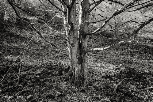 trees england blackwhite unitedkingdom derbyshire sony a77 sonyalpha andyhough taddington slta77 andyhoughphotography