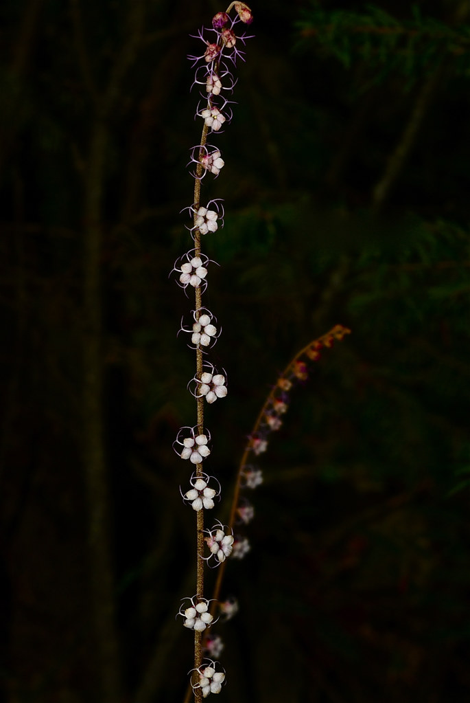 Smallflower Miterwort, Side-flowered Mitrewort, Cross-shaped Mitrewort