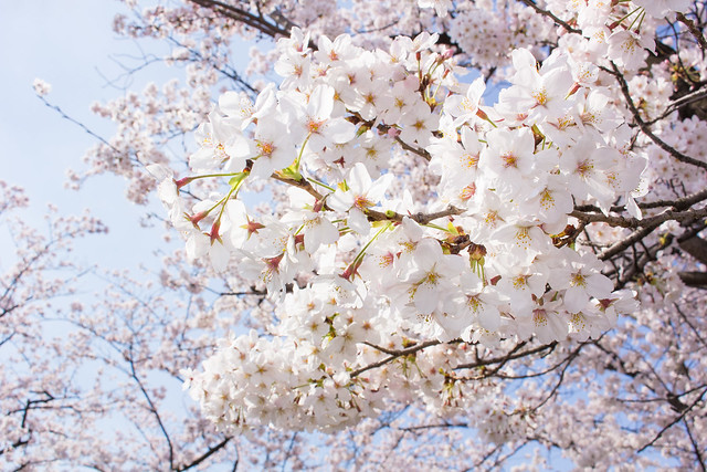 上野公園の桜2015_2