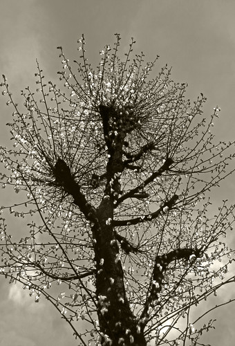 Strange Belgian Tree in Spring