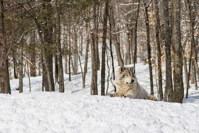 The grey wolves of Parc Omega