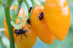 Pepper bugs