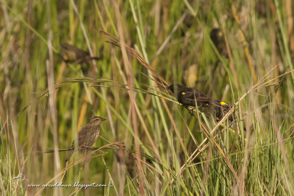 Varillero ala amarilla (Yellow-winged Blackbird) Agelasticus thilius
