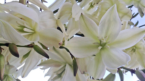 clusters of white flowers on a Yucca plant