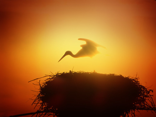 sunset italy bird nature silhouette wow italia ethereal stork cegonha cigüeña friuli storch ooievaar fagagna cicogne cicogna oasideiquadris feagne