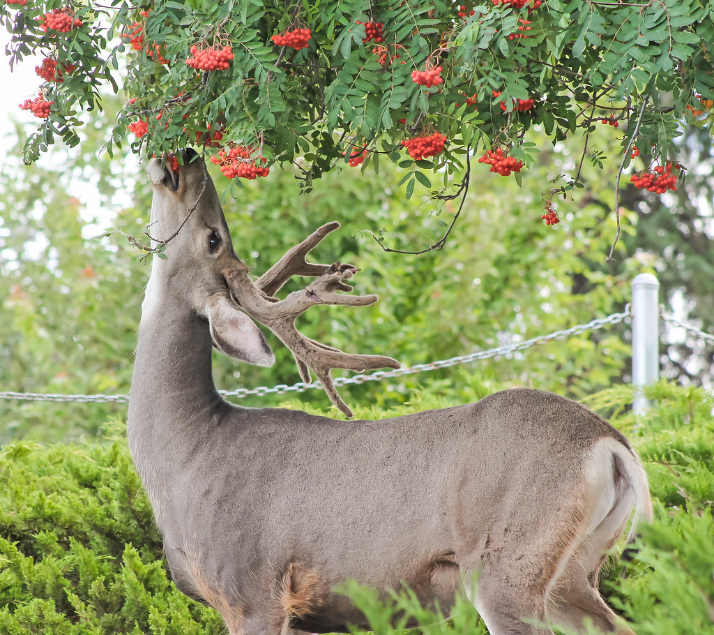 Canadian Stag, Eating