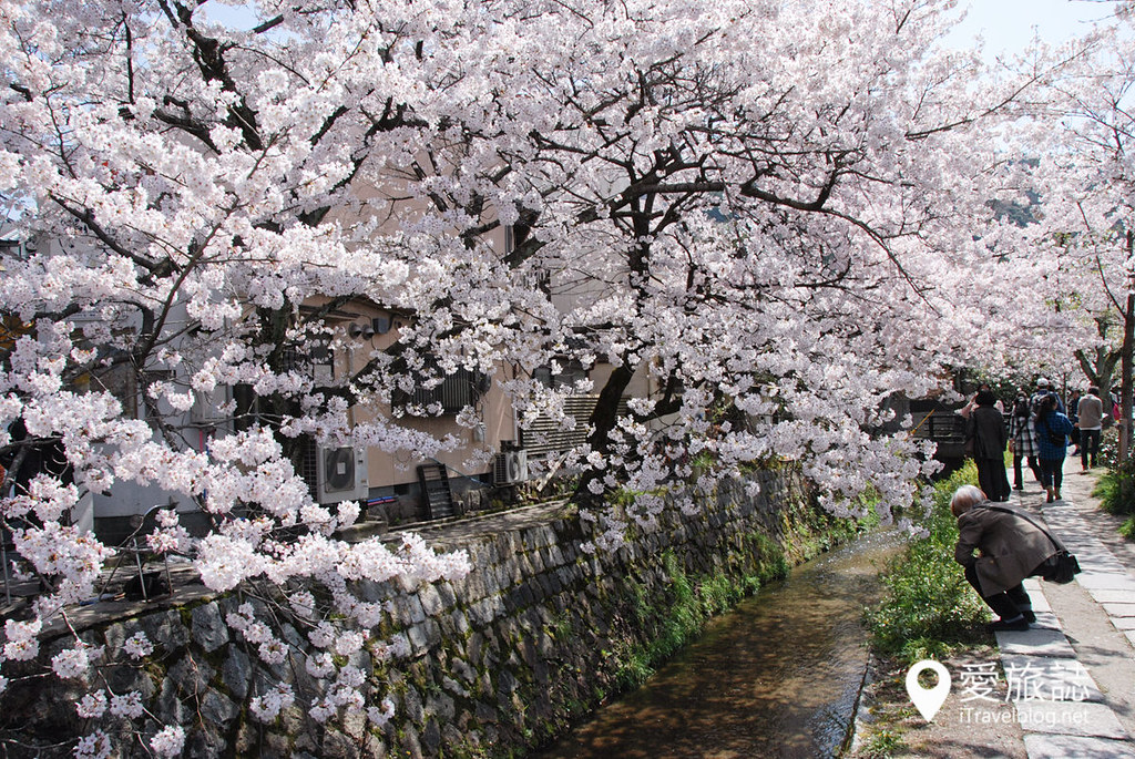 京都赏樱景点 哲学之道 32