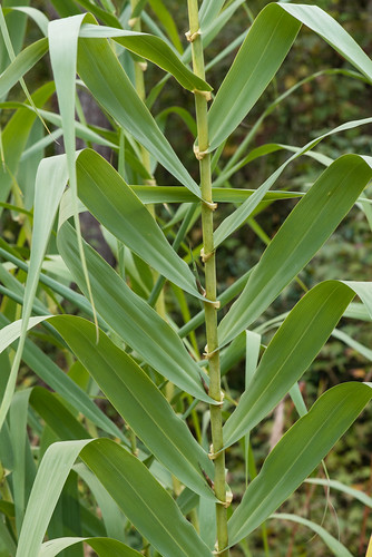 poaceae usf monocots arundodonax giantreed
