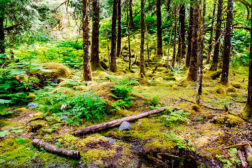 park nature alaska forest moss unitedstates ak juneau 2014