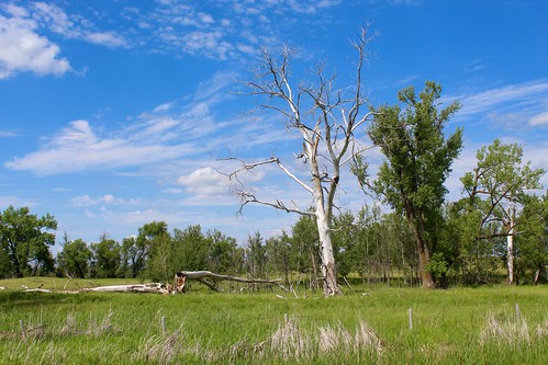 sheyenne national grassland northdakota dead tree