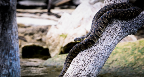 water snake bandedwatersnake texassnakes