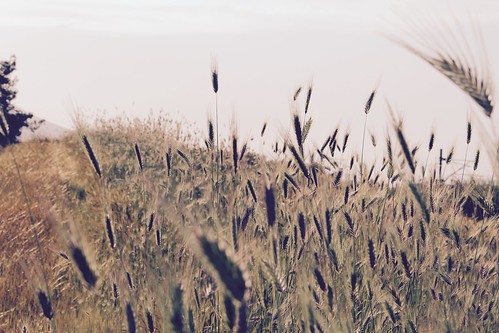 nature landscape wheat fields crops spikes