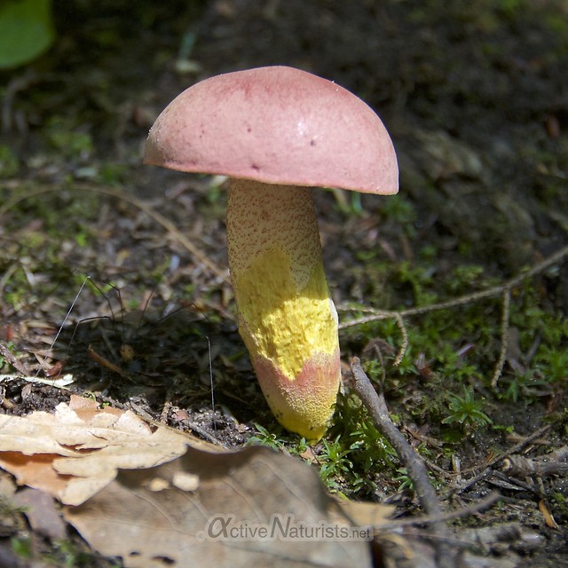 mushrooms 0000 Appalachian trail, Vermont, USA
