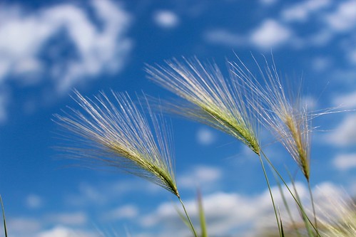 sheyenne national grassland northdakota grass seed head blue sky cloud
