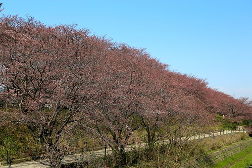 桜開花前