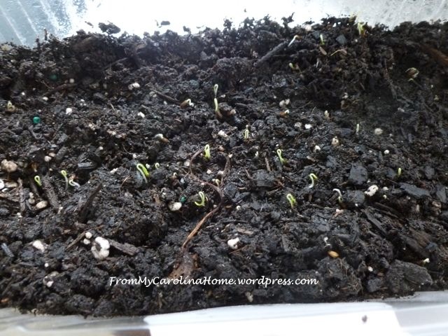 parsley seeds sprouting