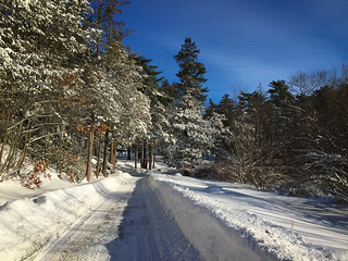 Pine Banks in Winter