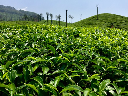 india tea south plantation karnataka brew westernghats