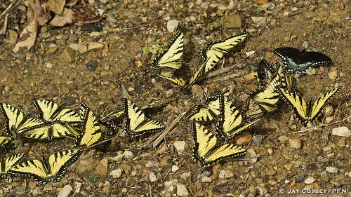 ohio butterfly roadside swallowtail aggregation naturephotography macrophotography insecta puddling adamsco lepidopterabutterfliesmoths photographerjaycossey shawneesp