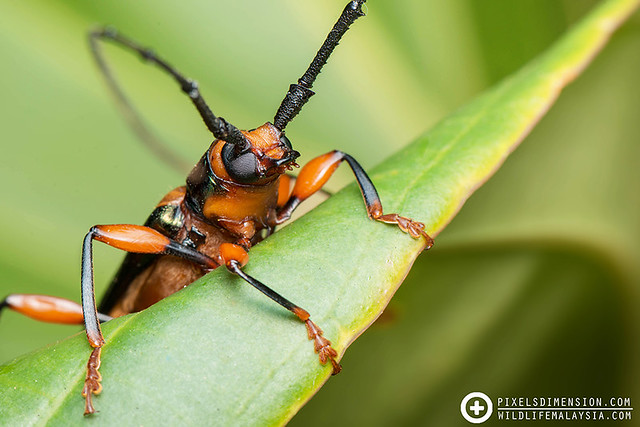 Orange longhorn beetle (Cerambycidae; Coleoptera)