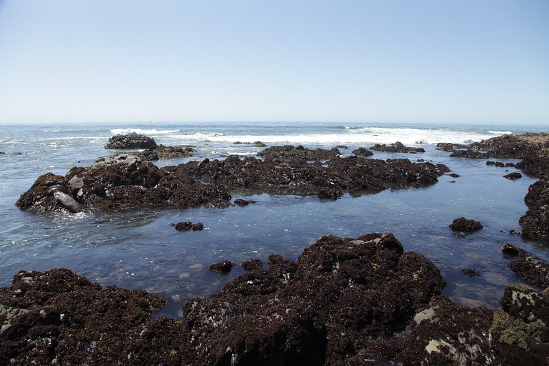 The Tidepools at San Simeon State Beach