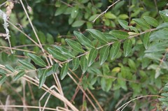 Semi-evergreen shrub - small tree
Opposite, oval foliage
Pea-sized black/grey seeds 
Holds leaves longest in winter
